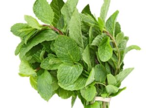 scent leave